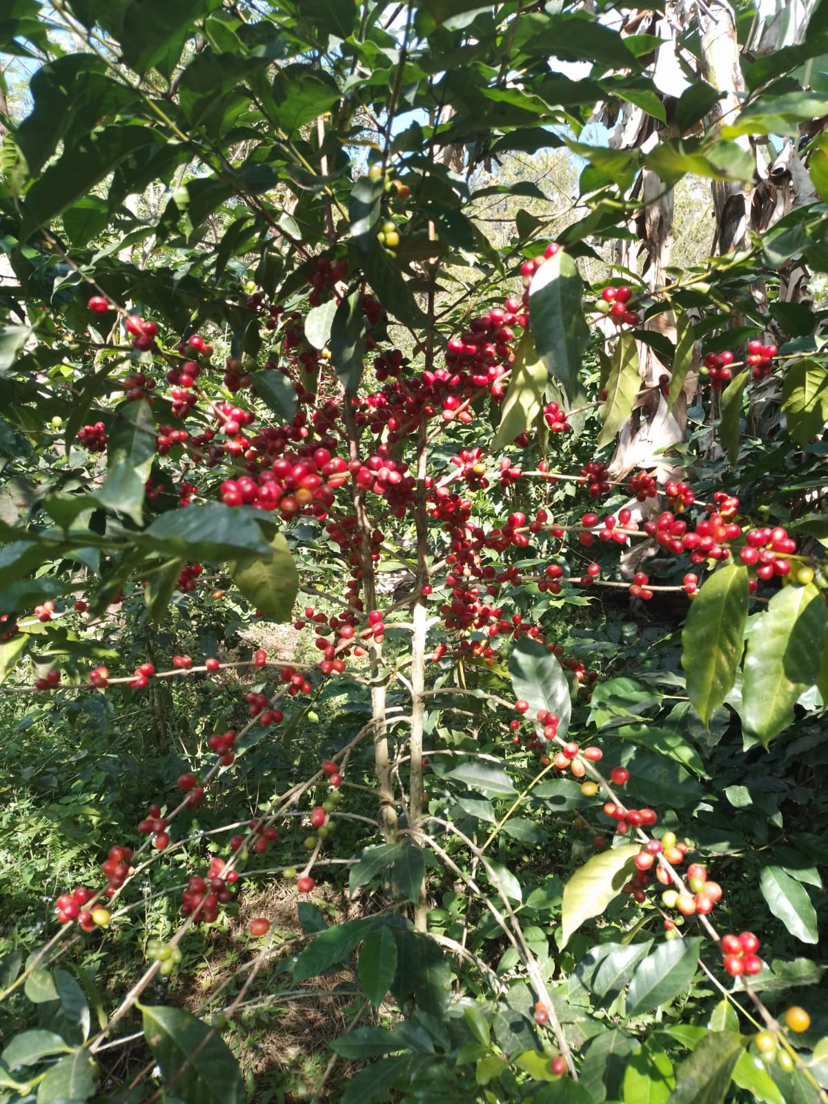 Sierra Nevada, Colombia