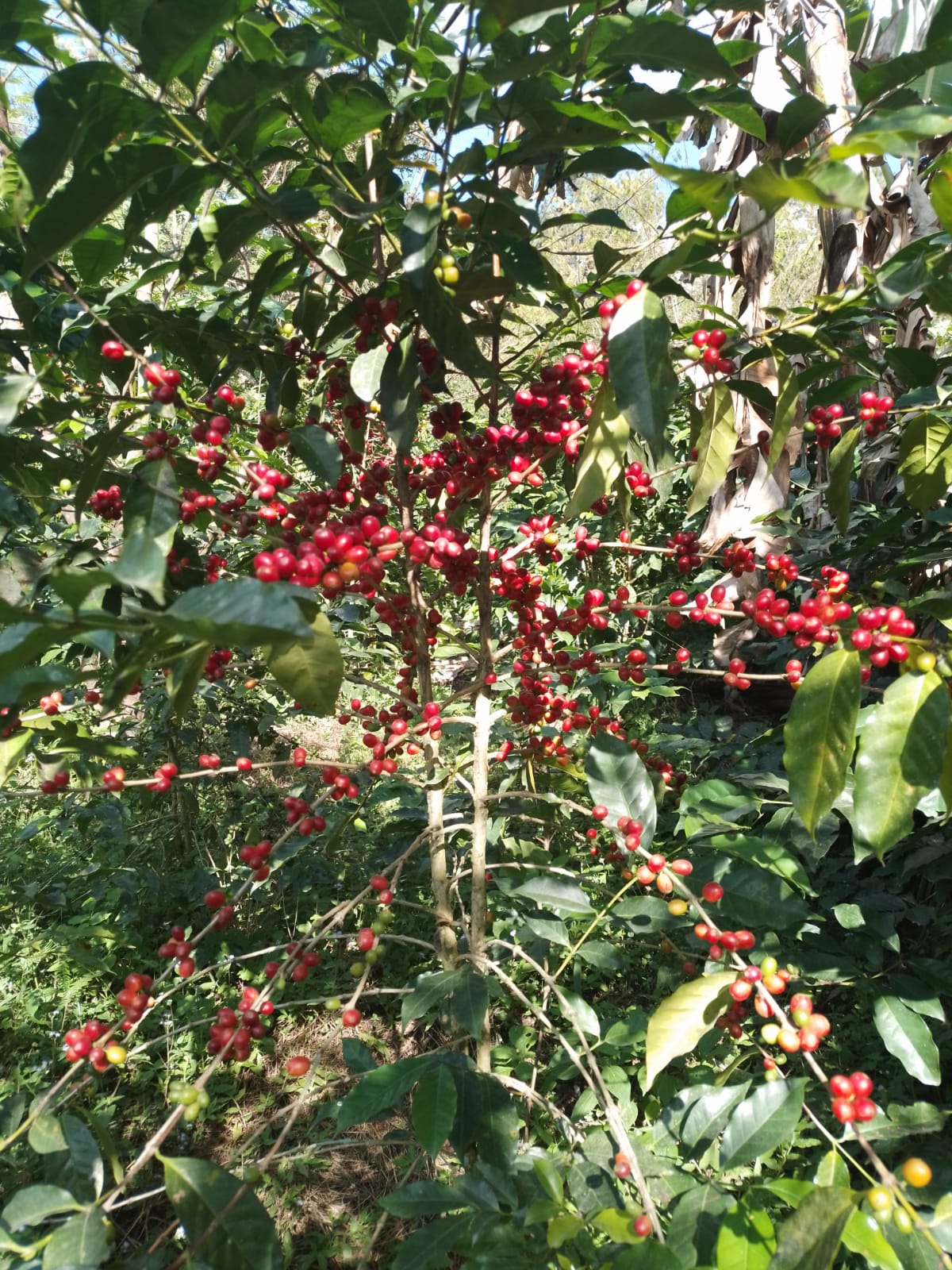 Sierra Nevada,  Colombia