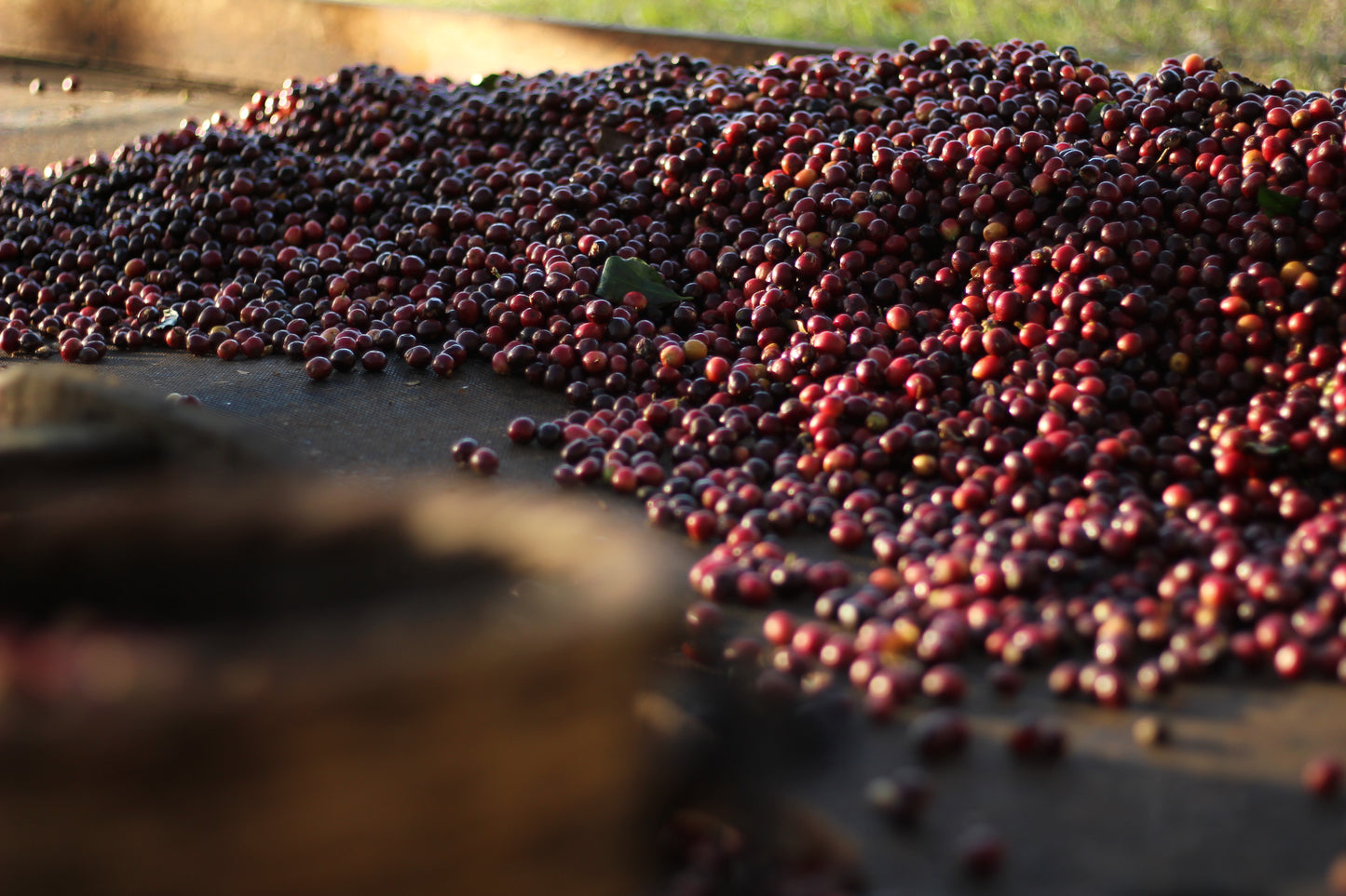 Finca Suita